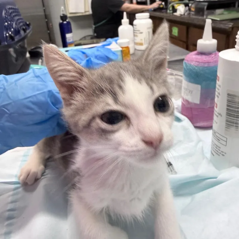 A baby small-sized female White Domestic Short Hair cat named Tanya for adoption in Summerville, SC