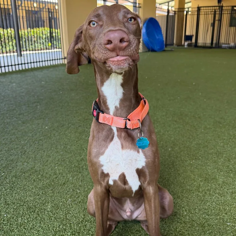 A young medium-sized male Brown / Chocolate German Shorthaired Pointer dog named Remi for adoption in West Palm Beach, FL