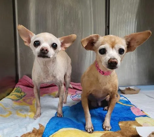 A senior small-sized female Chihuahua dog named Bambi and Ms. Henry for adoption in Los Angeles, CA