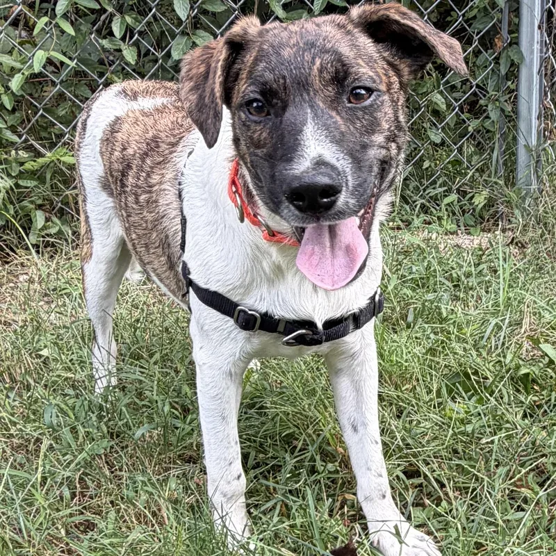 A baby small-sized male Mixed Breed dog named Larry for adoption in Ocean View, NJ