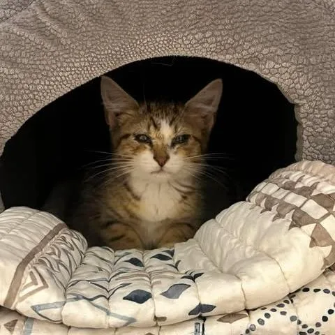 A baby small-sized female Brown / Chocolate Domestic Short Hair cat named Pippin for adoption in Edwardsville, IL