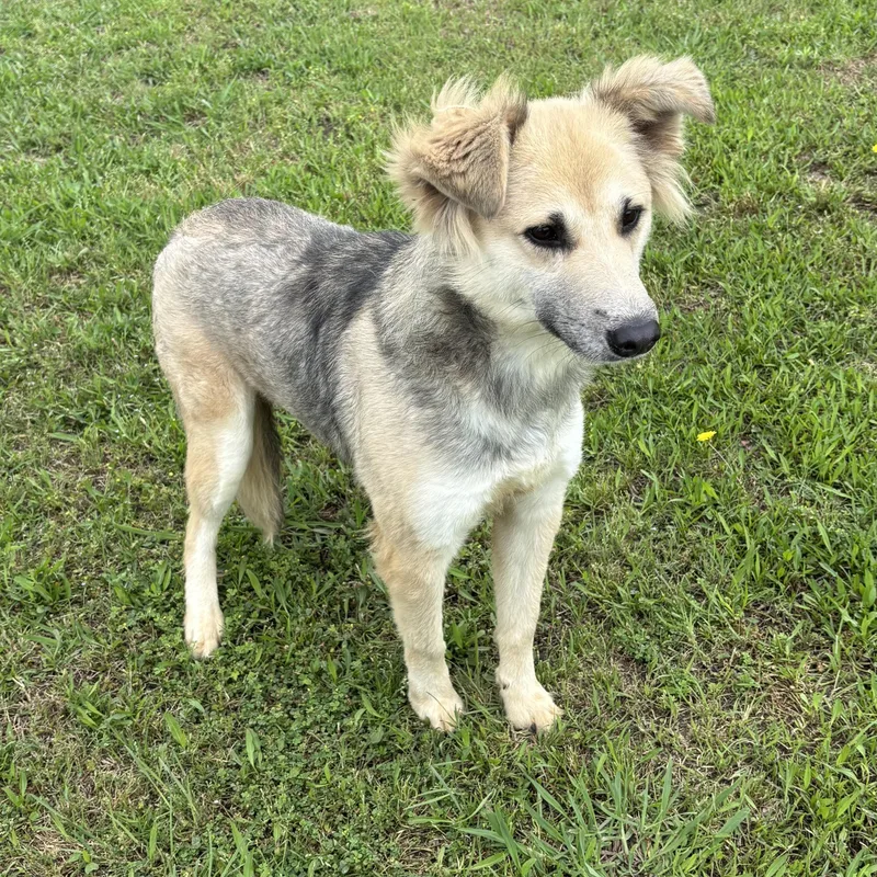 An adult medium-sized female Sable Shepherd dog named Rainbow for adoption in Pilot Point, TX