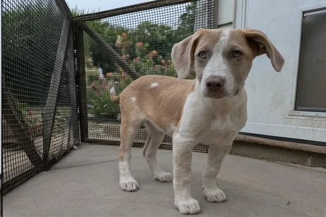 A baby large-sized female Golden Mixed Breed dog named Golden Bug for adoption in Kenosha, WI