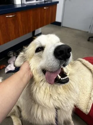 An adult large-sized male Mixed Breed dog named Sir Slobbersworth for adoption in Madison, NJ