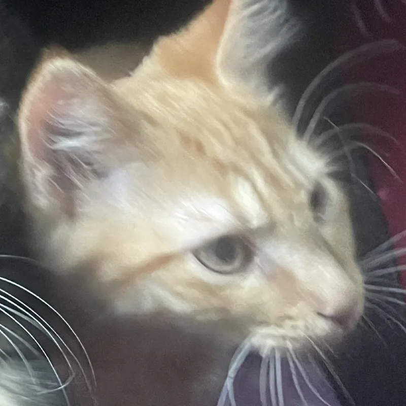 A baby small-sized female Domestic Short Hair cat named Strawberry for adoption in Cumming, GA