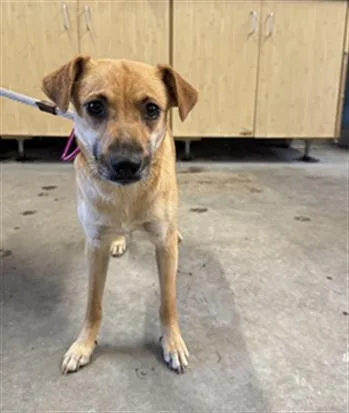 A young medium-sized female Chihuahua dog named Olivia for adoption in Camarillo, CA
