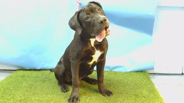 A young small-sized male Labrador Retriever dog named Charlie for adoption in Gardena, CA