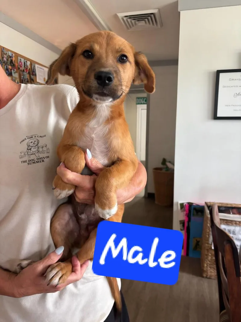 A baby small-sized female Terrier dog named Scruffies for adoption in Brooksville, FL