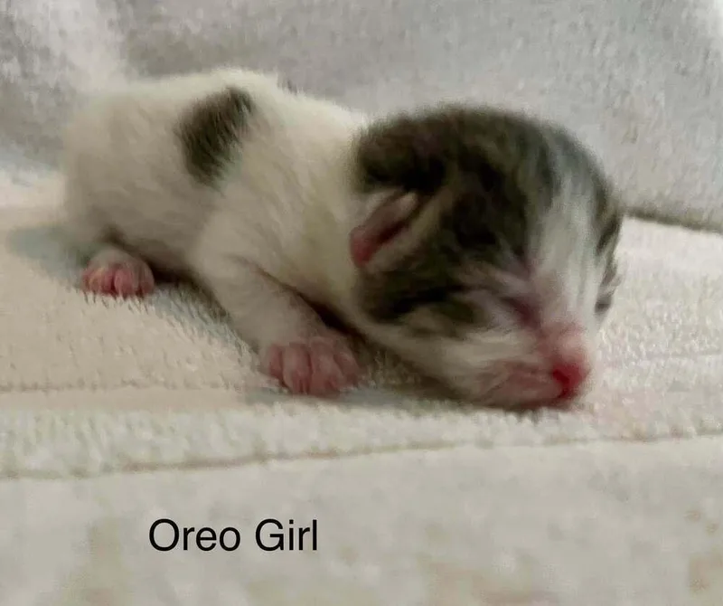 A baby medium-sized female Black & White / Tuxedo Domestic Short Hair cat named Oreo for adoption in Dorr, MI