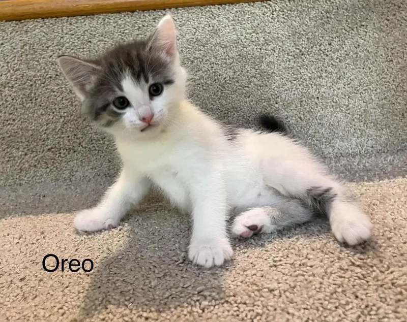 Oreo thumbnail 2