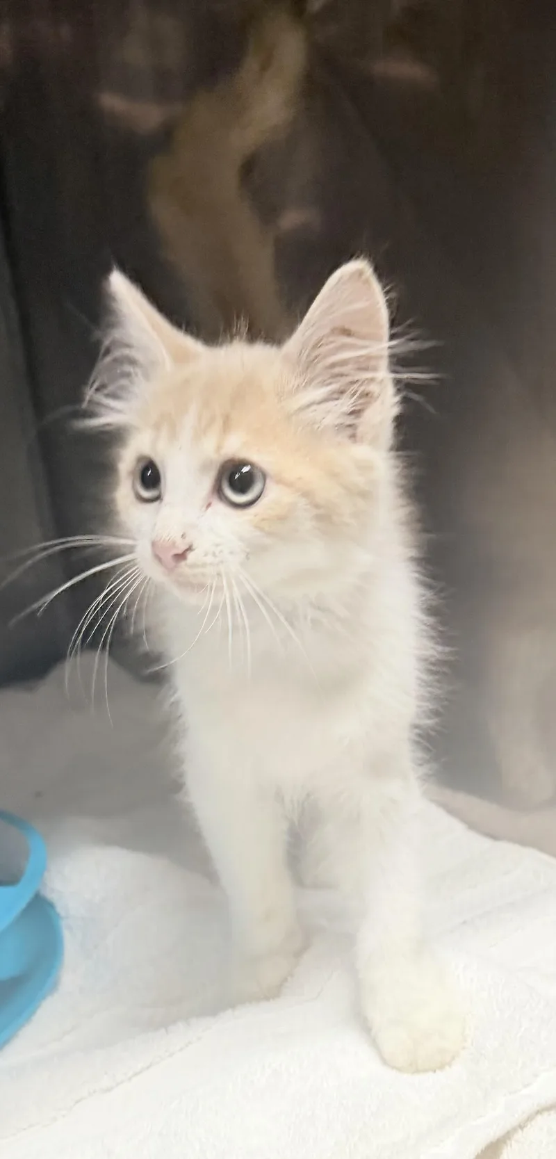 A baby small-sized male Domestic Medium Hair cat named Wiggles for adoption in Elizabethtown, NC