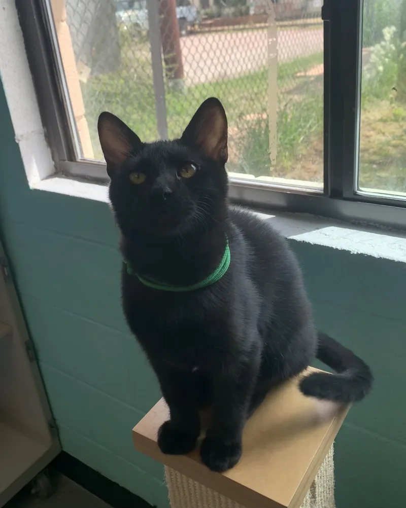 A young medium-sized male Black Domestic Short Hair cat named Pinto for adoption in Bisbee, AZ