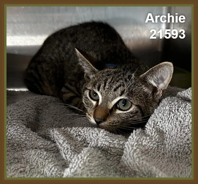 A baby medium-sized male Tabby (Brown / Chocolate) Domestic Short Hair cat named Archie for adoption in Marietta, GA