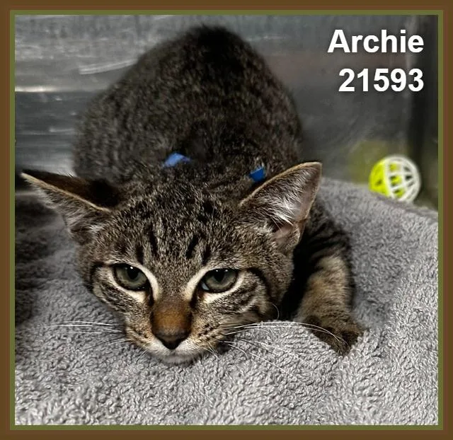 Archie thumbnail 2