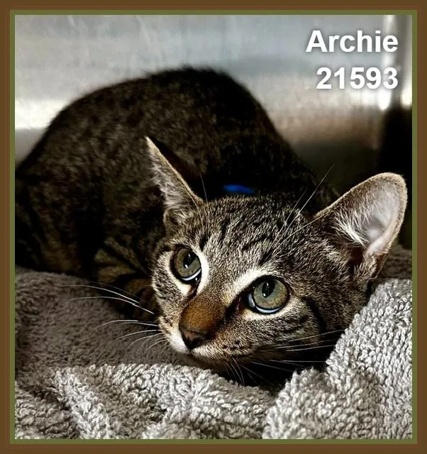 Archie thumbnail 3
