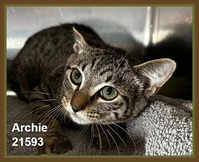 Archie thumbnail 5