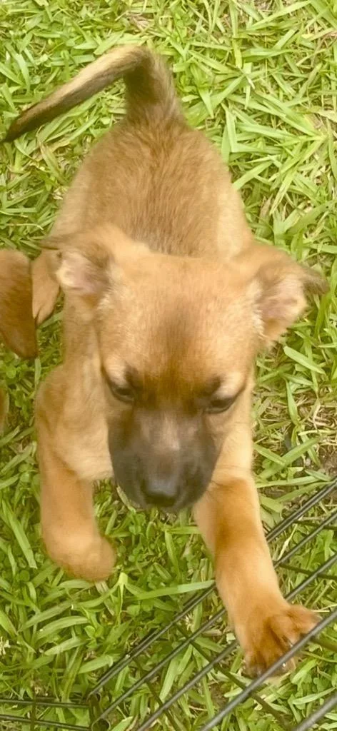 A baby small-sized female Terrier dog named Daisy for adoption in Forsyth, GA