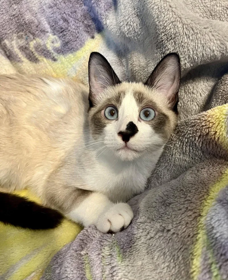 A baby medium-sized male Siamese cat named Tofu M for adoption in Frisco, TX