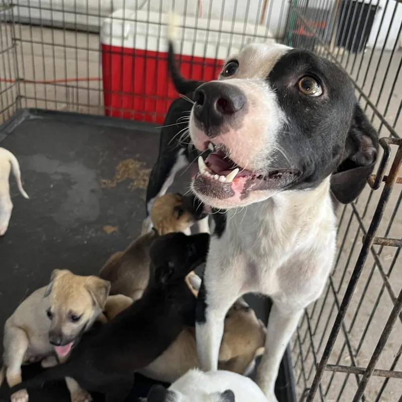 An adult medium-sized female White / Cream Shepherd dog named Genesis for adoption in Edinburg, TX