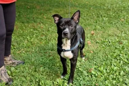 An adult large-sized male Mixed Breed dog named Dougie for adoption in West Chester, PA