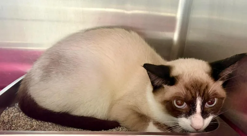 A baby medium-sized male Siamese cat named Lucian for adoption in Augusta, GA