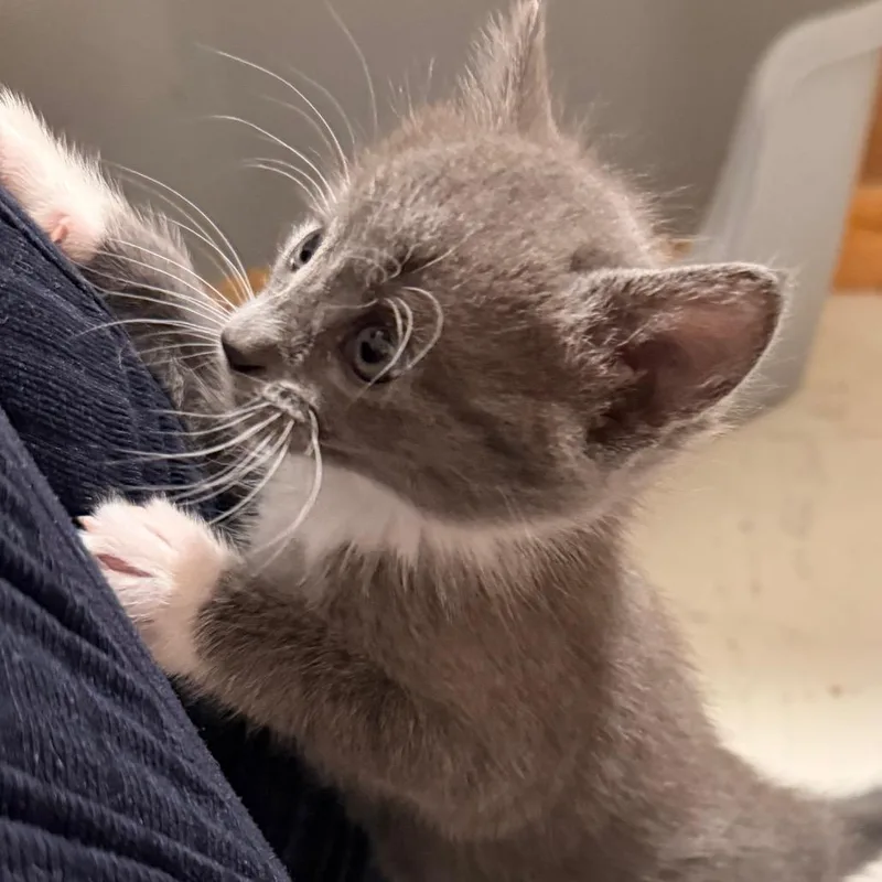 A baby small-sized female Gray / Blue / Silver Domestic Short Hair cat named Harper for adoption in Huntsville, AL