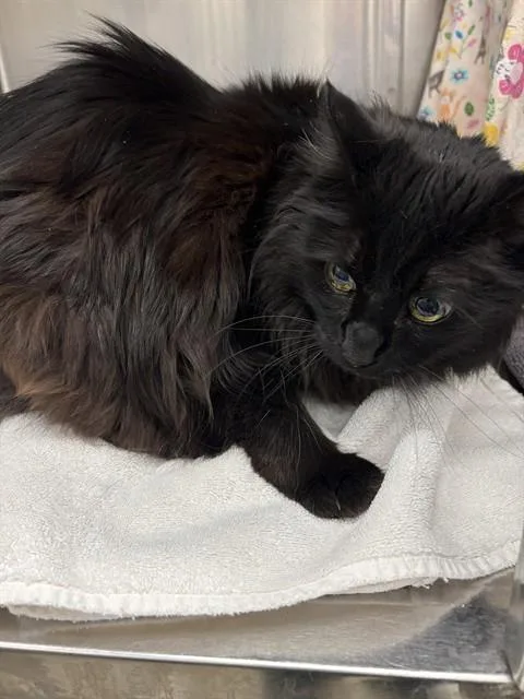 A senior medium-sized female Domestic Long Hair cat named Lily for adoption in Minneapolis, MN