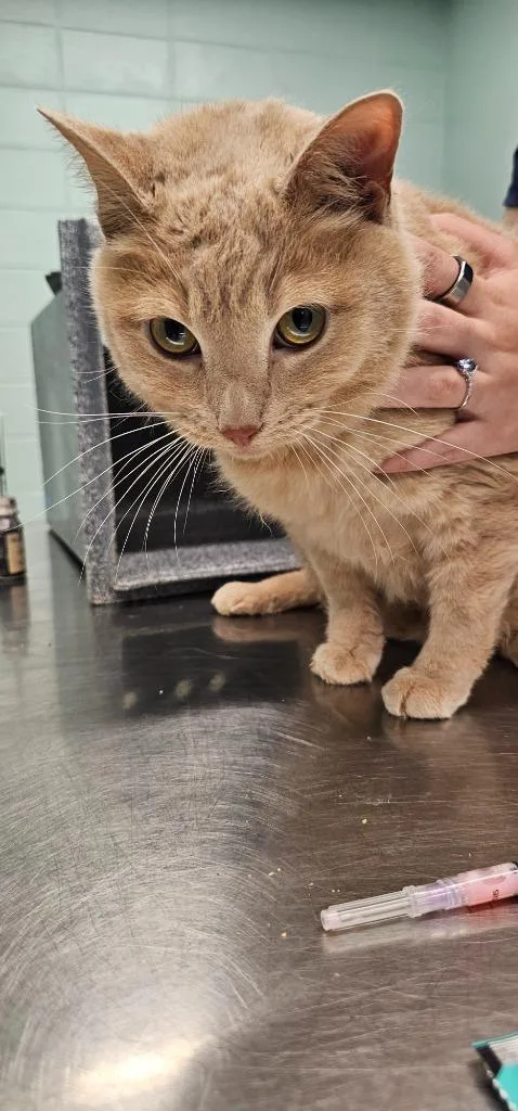 An adult small-sized male Domestic Short Hair cat named Clyde for adoption in Athens, TN