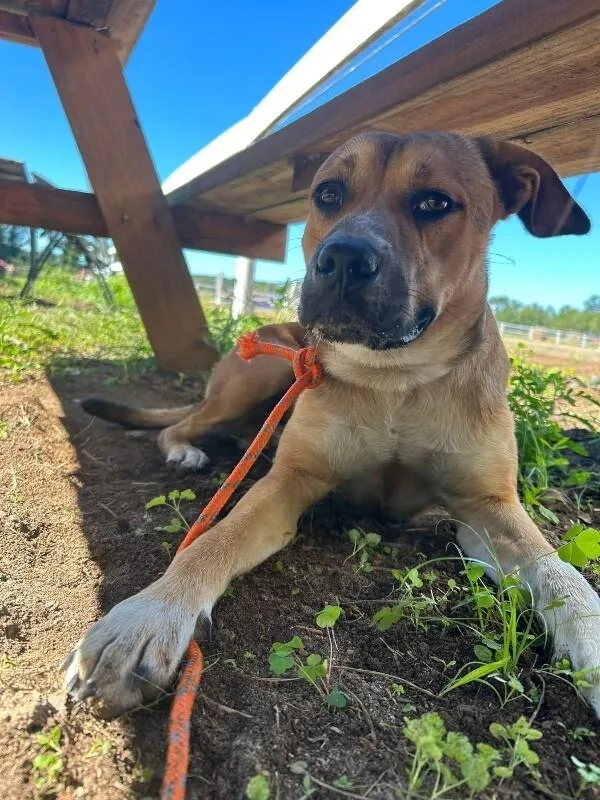 An adult medium-sized male Red / Chestnut / Orange Pit Bull Terrier dog named Unknown for adoption in Burgaw, NC