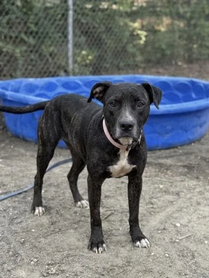 An adult medium-sized female Mixed Breed dog named AppleBella for adoption in West Chester, PA