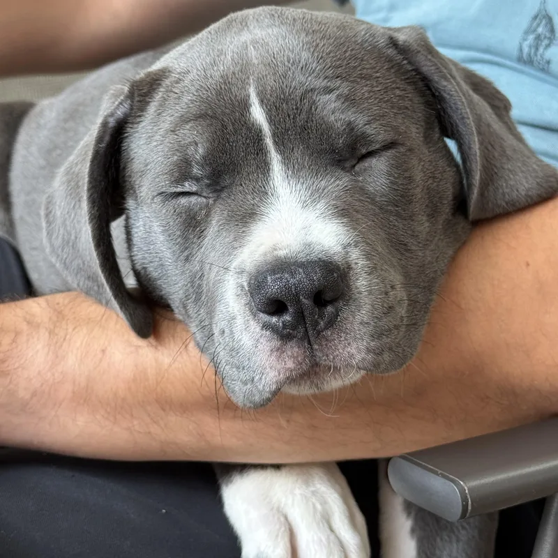 A baby medium-sized female American Staffordshire Terrier dog named Ophelia for adoption in Ellicott City, MD