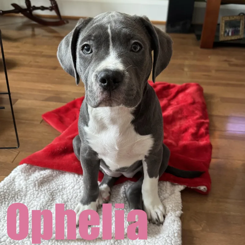 Ophelia thumbnail 2