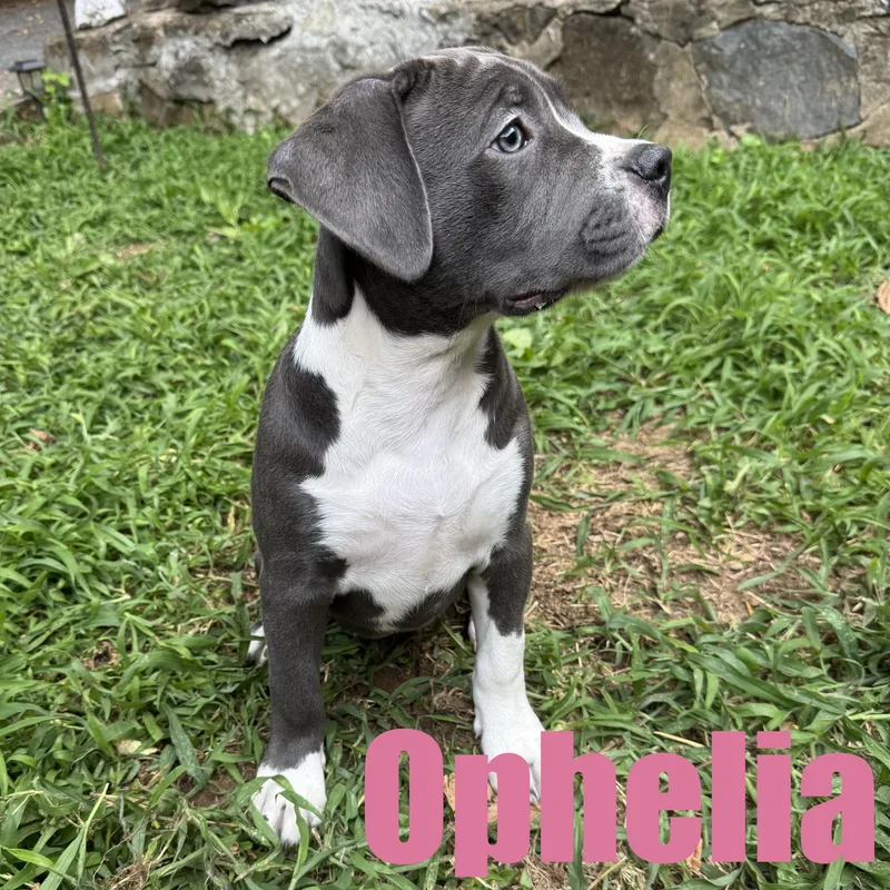 Ophelia thumbnail 5
