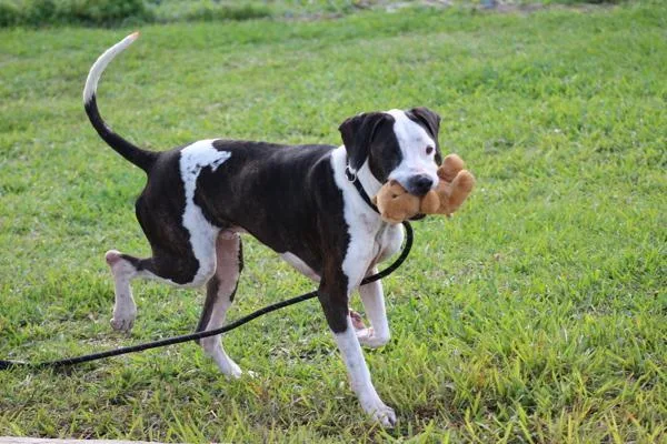 An adult large-sized male Mixed Breed dog named Kevin for adoption in Melbourne, FL
