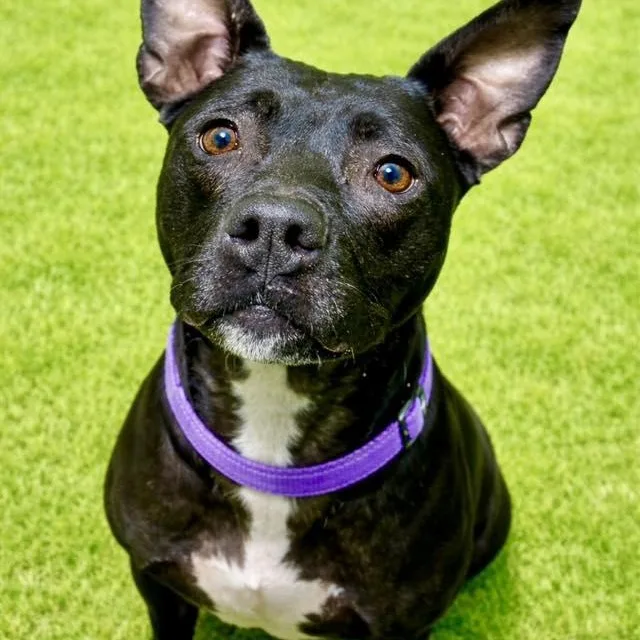 An adult large-sized female Black Pit Bull Terrier dog named Marsha for adoption in Battle Creek, MI