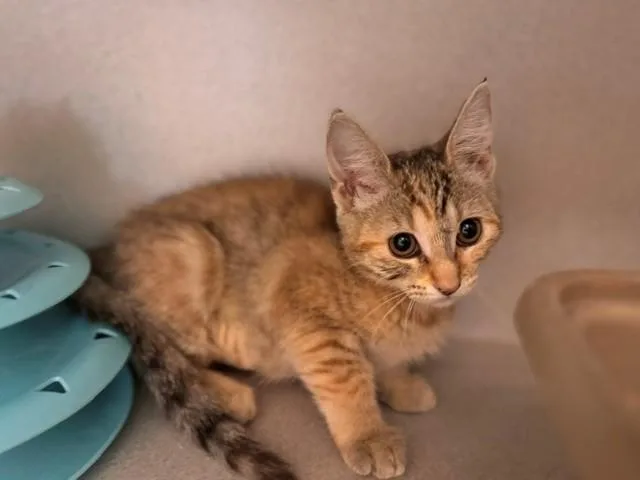 A baby small-sized female Domestic Short Hair cat named Blaze for adoption in Fairfield, CA