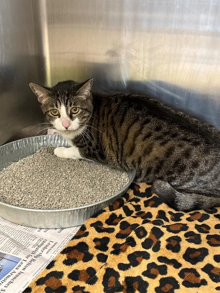 An adult medium-sized female Domestic Short Hair cat named Rosie for adoption in Belton, TX