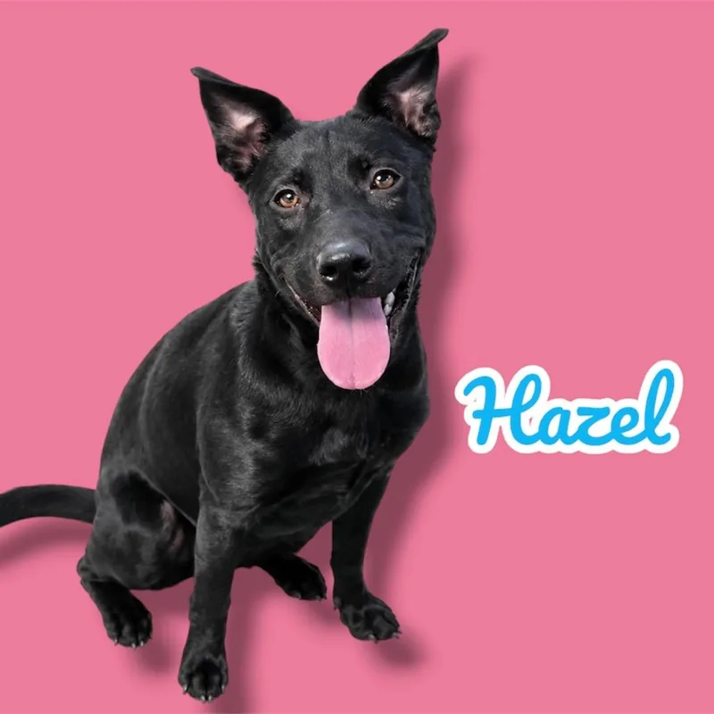 Hazel
