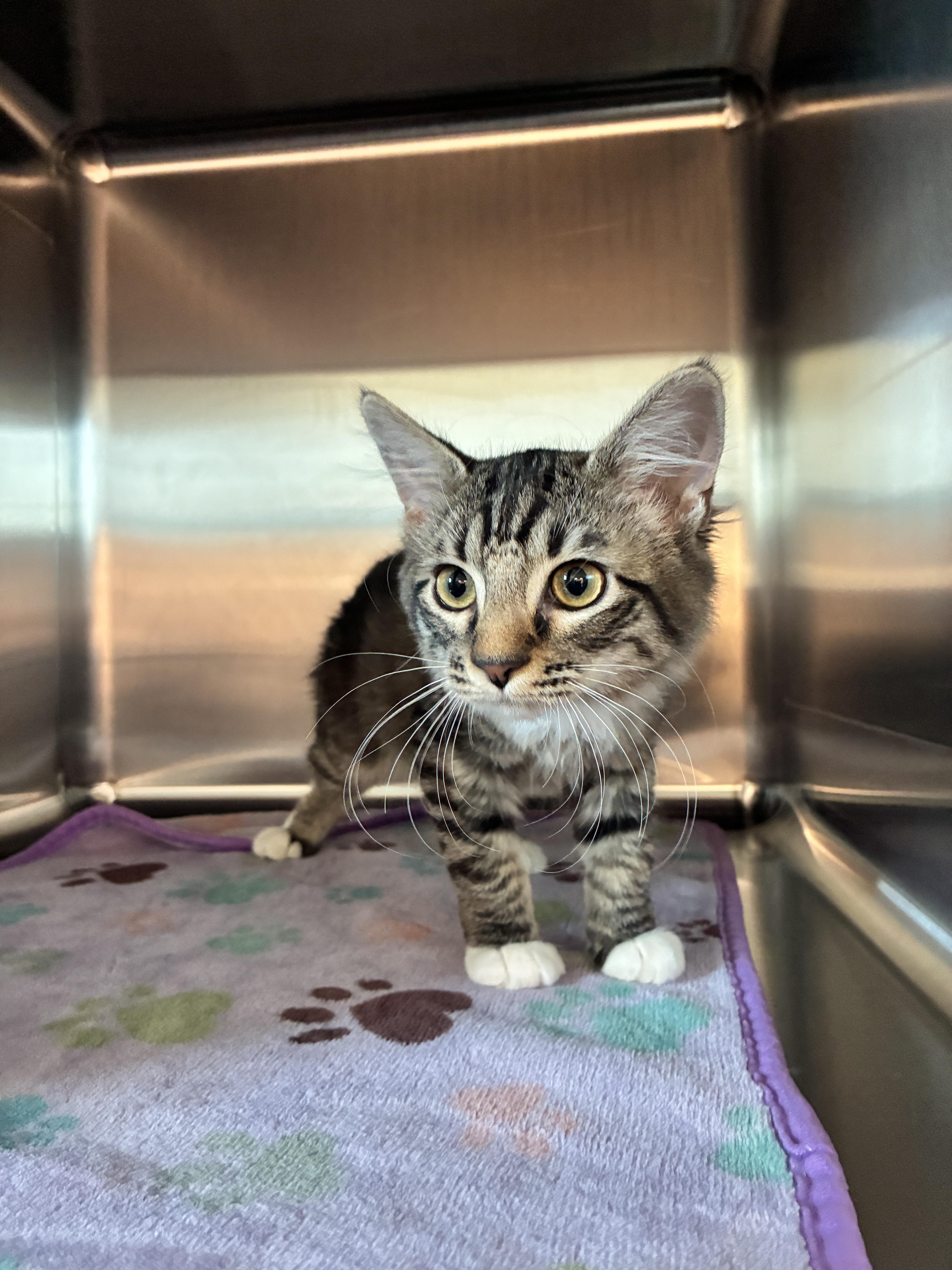 A baby small-sized female Domestic Medium Hair cat named Willow for adoption in Chico, CA