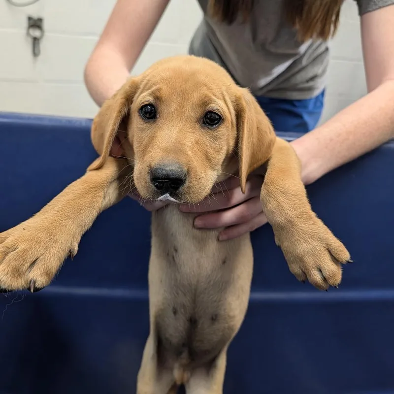 A baby small-sized male Yellow / Tan / Blond / Fawn Yellow Labrador Retriever dog named Tater for adoption in Ardmore, OK
