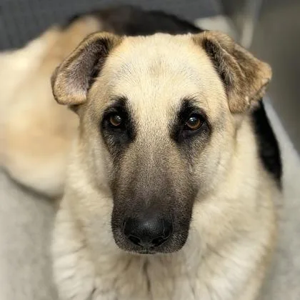 An adult large-sized male German Shepherd Dog dog named Simba for adoption in Sacramento, CA