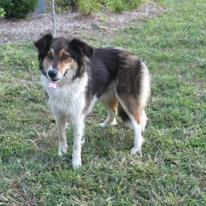 A young medium-sized female Collie dog named Kendal for adoption in Elk Grove Village, IL