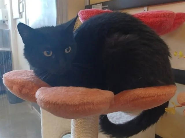 Sheeba