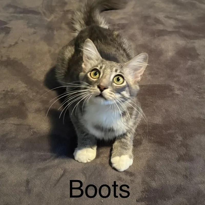 A baby small-sized male Domestic Long Hair cat named Boots for adoption in Chandler, AZ