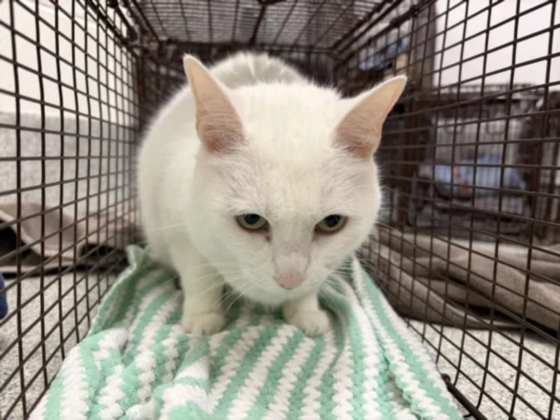 An adult small-sized female Domestic Short Hair cat named Ocean for adoption in Loveland, CO