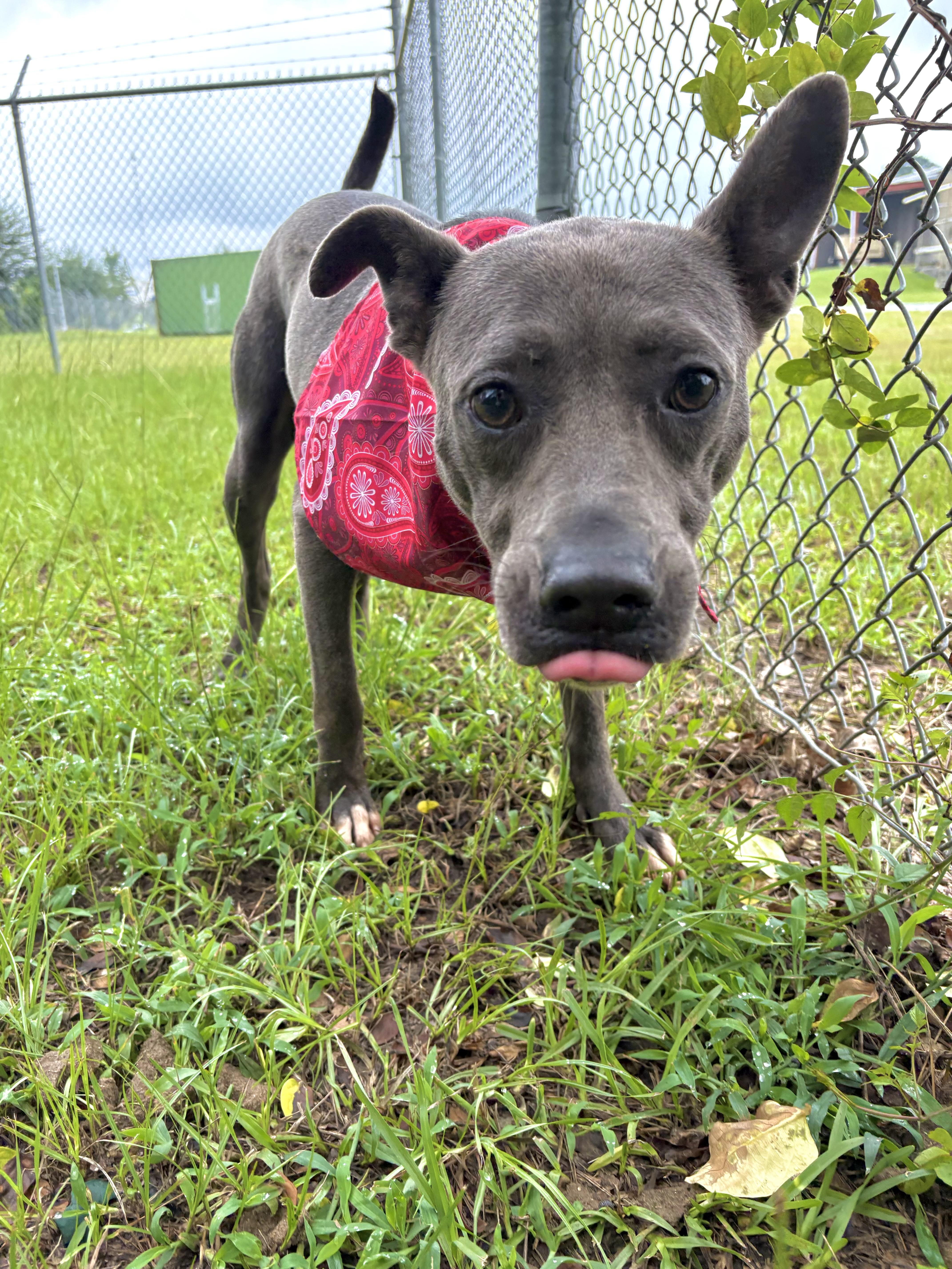 An adult medium-sized male Gray / Blue / Silver Mixed Breed dog named Enchilada for adoption in Winnsboro, SC