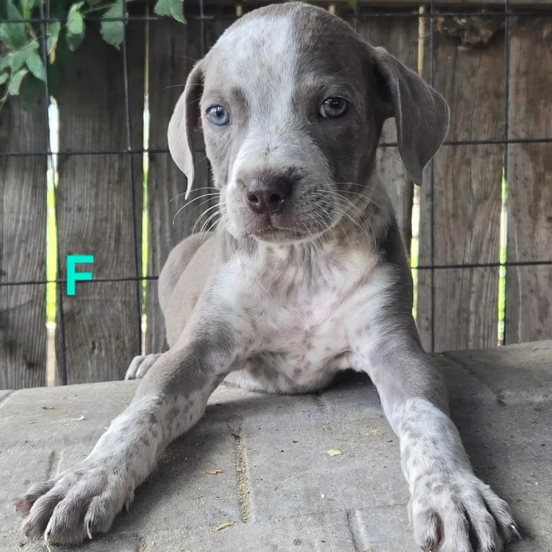 A baby medium-sized female Gray / Blue / Silver Pit Bull Terrier dog named Malibu for adoption in Floresville, TX