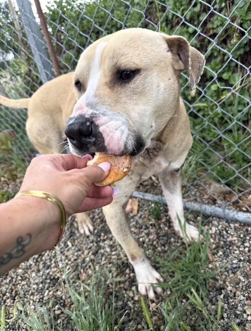 An adult medium-sized male White / Cream Pit Bull Terrier dog named Arley for adoption in Woodland Hills, CA
