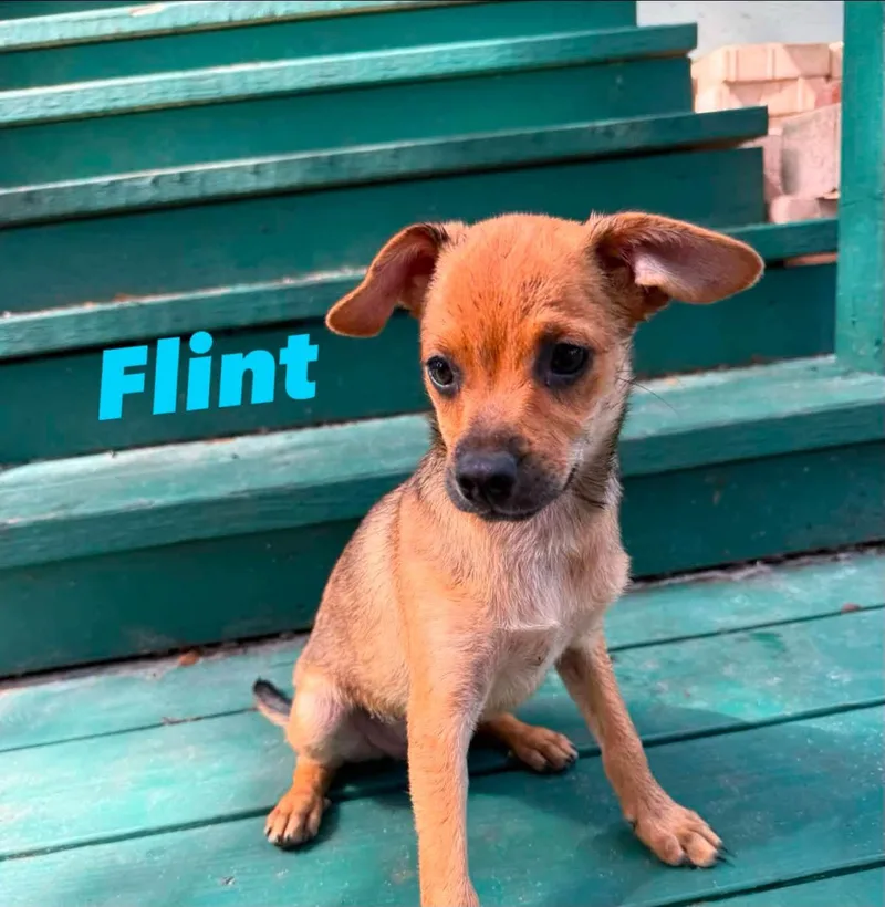 A baby small-sized male Apricot / Beige Australian Shepherd dog named Flint for adoption in Palm Bay, FL