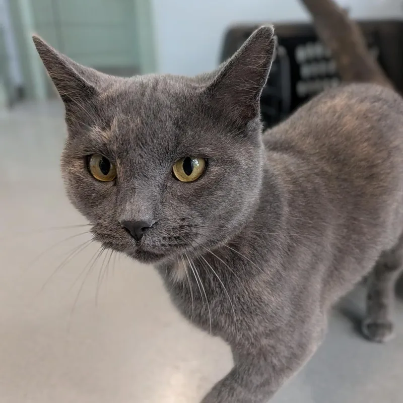 An adult medium-sized female Gray / Blue / Silver Domestic Short Hair cat named Sweet Momma T for adoption in Lakewood, CO